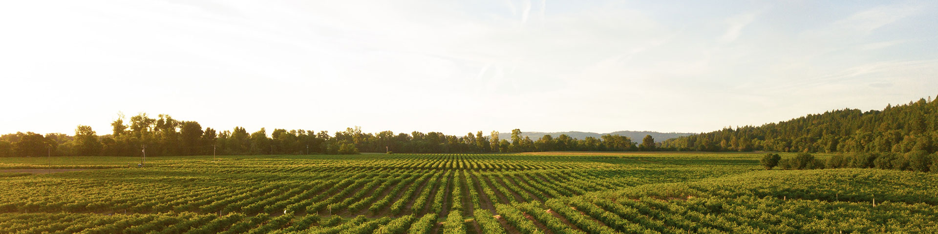 post soluciones agricultura